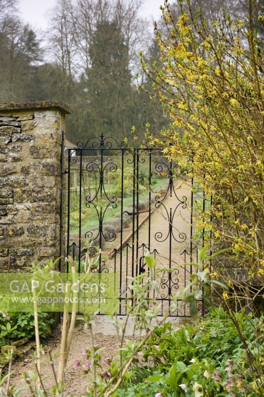 Porte métallique encadrée de forsythia aux jardins de Cerney House en mars 
