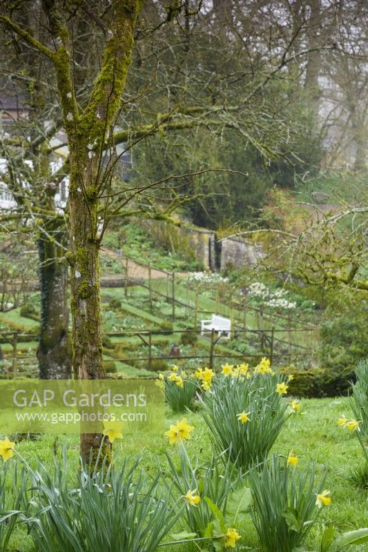 Jonquilles sur les pentes sous les arbres fruitiers au-dessus du jardin clos des jardins de Cerney House au printemps 