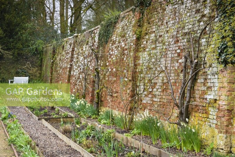 Mur de briques aux jardins de Cerney House en mars, avec des arbres fruitiers et des jonquilles formés 