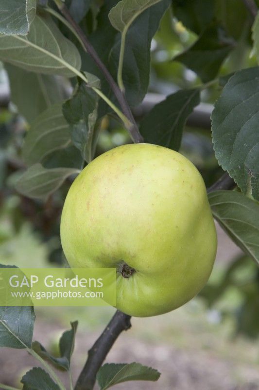 Pomme - Malus domestica 'Abondante' 