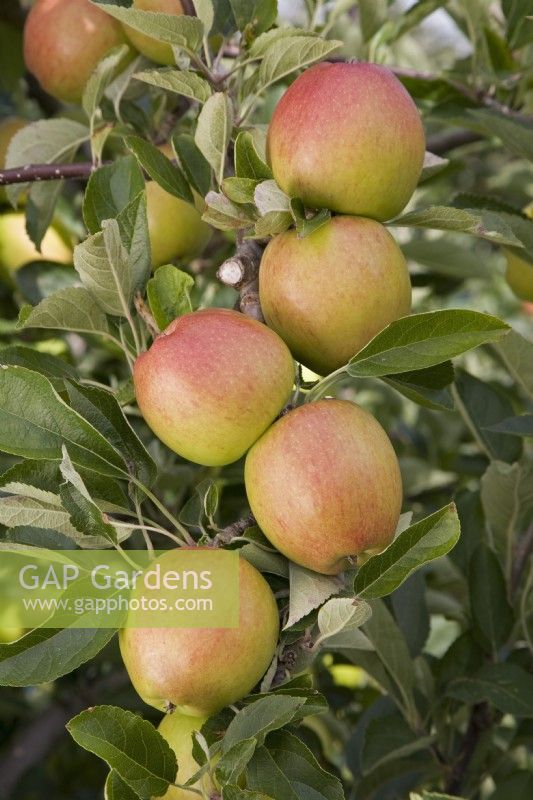 Pomme - Malus domestica 'Braeburn' 