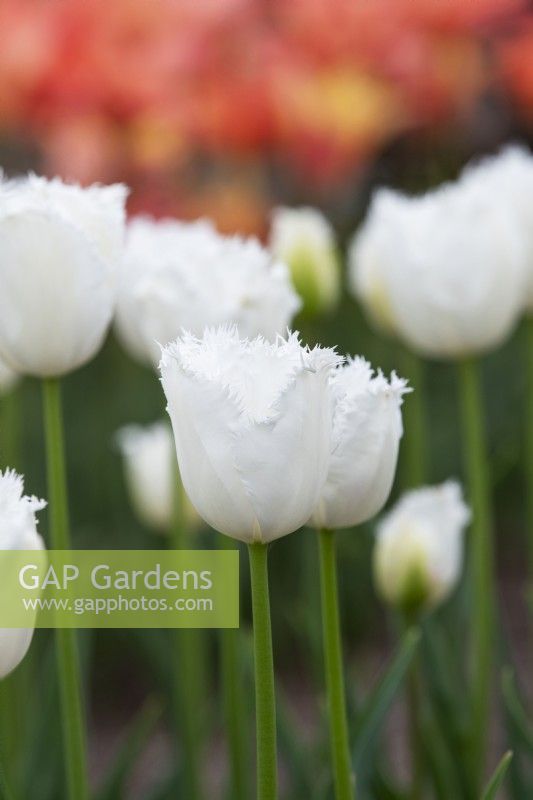 Tulipa 'Honeymoon' - Tulipe frangée 