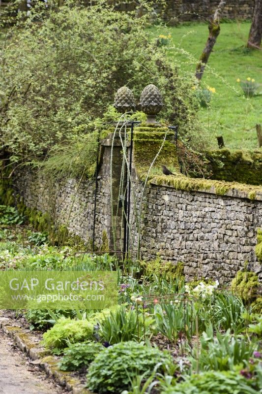 Mur en pierre avec entrée encadrée par des poteaux de porte surmontés d'embouts d'ananas aux jardins de Cerney House en mars 