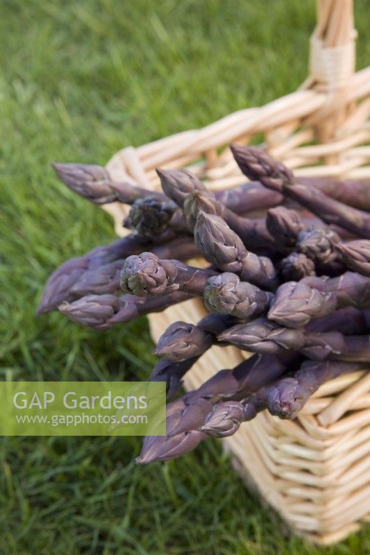 Asparagus officinalis 'Stewarts Purple' 