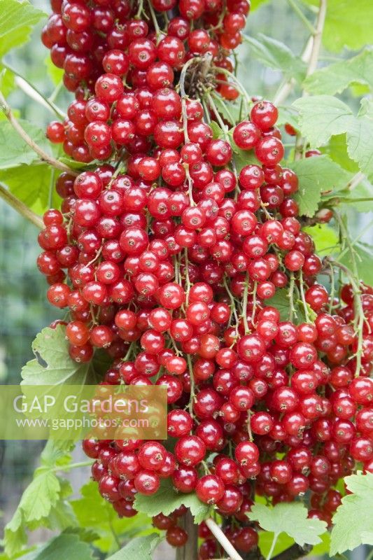 Groseille - Ribes rubrum 'Redpoll' 