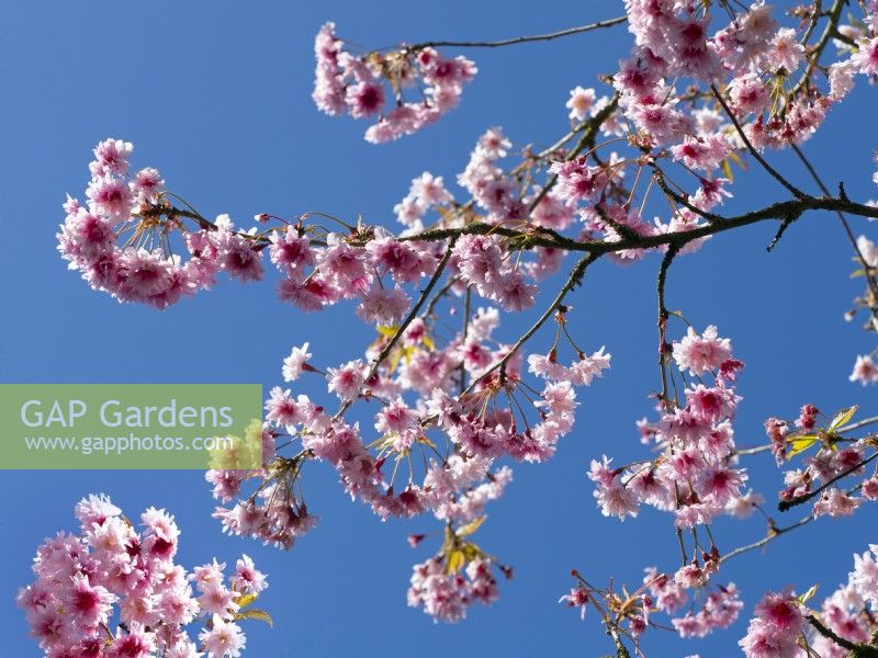 Prunus incisa 'Oshidori' - Cerisier ornemental printemps avril 