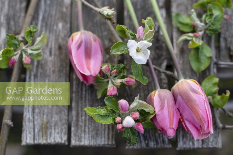 Tulipa 'Pretty Princess' et pommier fleurissent au printemps. gros plan sur la table 