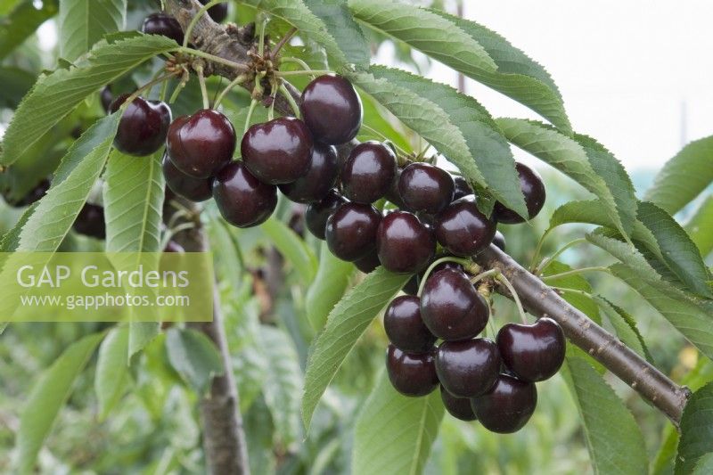 Cerise douce - Prunus avium 'Hertford' 