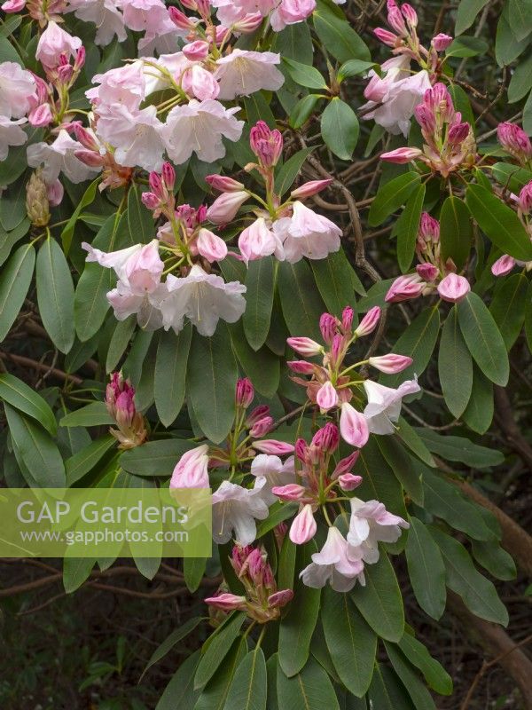 Rhododendron 'Loderi King George' Avril Printemps 