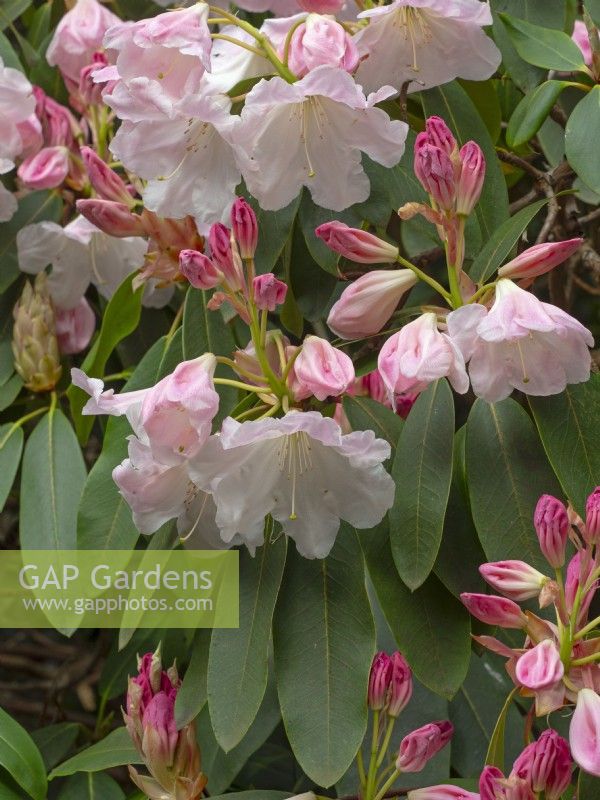 Rhododendron 'Loderi King George' Avril Printemps 