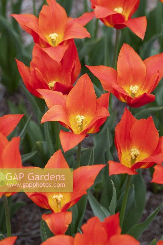 Tulipa 'Synaeda Orange' - Tulipe à fleurs de lys 