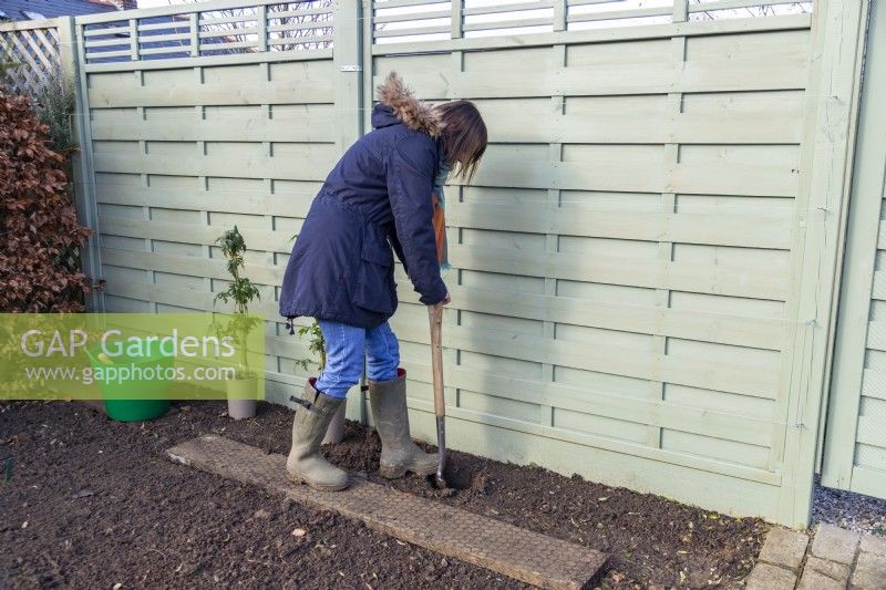 Femme creusant un trou pour les plants de Blackberry 