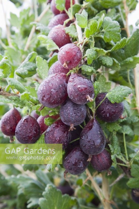 Groseille à maquereau - Ribes uva-crispa 'Tixia' 
