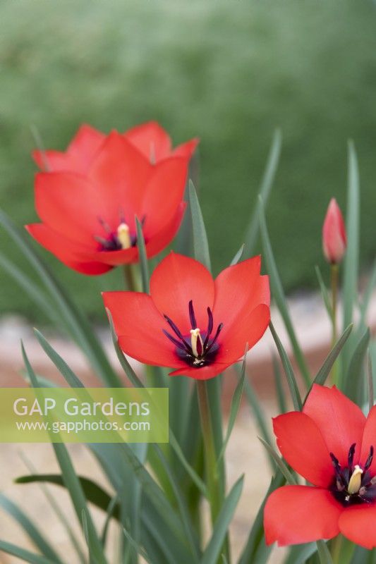 Tulipa linifolia 'Red Hunter' - Tulipe 
