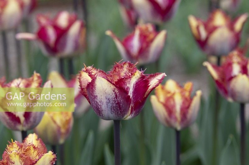 Tulipa 'Color Fusion' - Tulipe frangée 