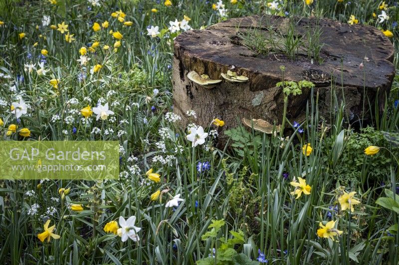 Parterre de fleurs sauvages des bois avec des jonquilles et des fleurs sauvages autour d'une souche d'arbre 