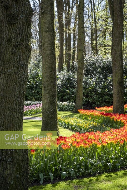 Dérives de tulipes mélangées sous les arbres au printemps dans les jardins de Keukenhof, aux Pays-Bas. 