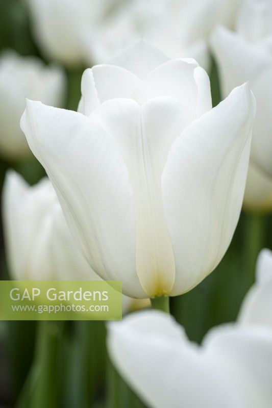 Tulipa 'Robe de mariée' 