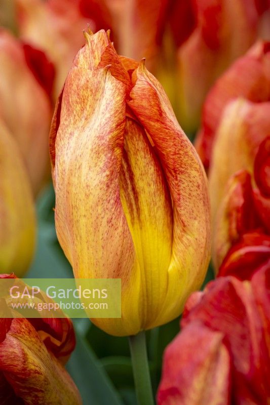 Tulipe 'Melbourne' 