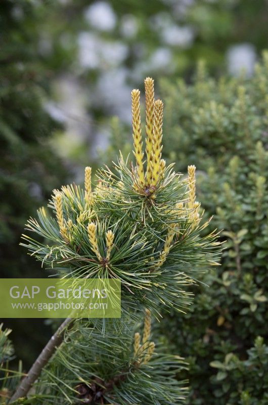 Pinus parviflora 'Tenysu-kazu' - Pin blanc du Japon 'Dr Landis' 