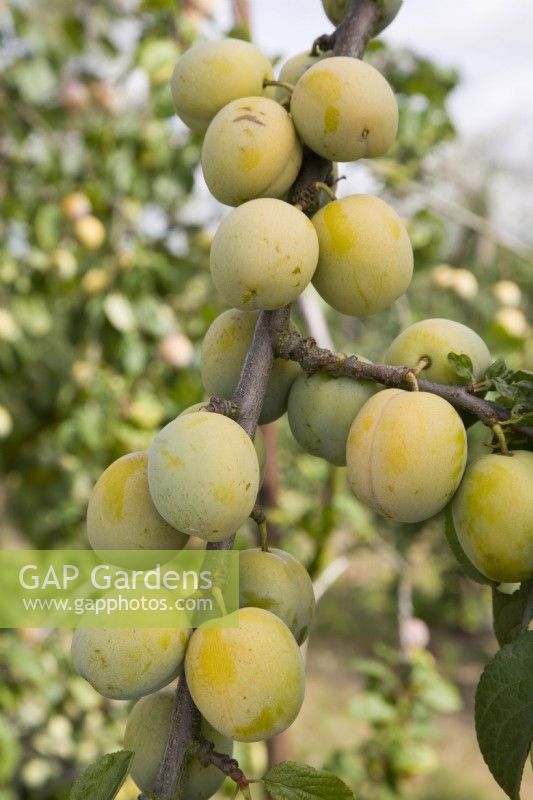 Gage - Prunus domestica 'Imperial Gage' syn. Denniston Superbe 