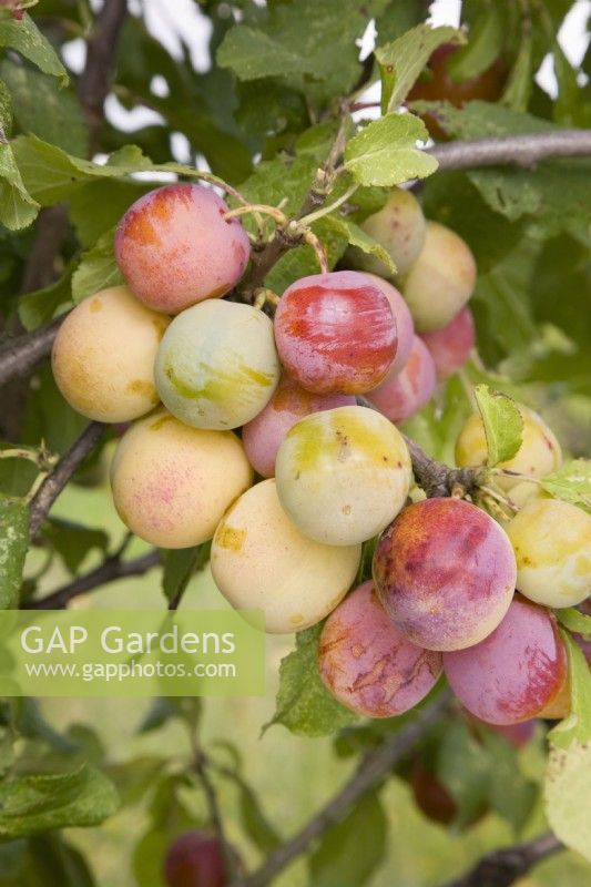 Gage - Prunus domestica 'Jefferson' 