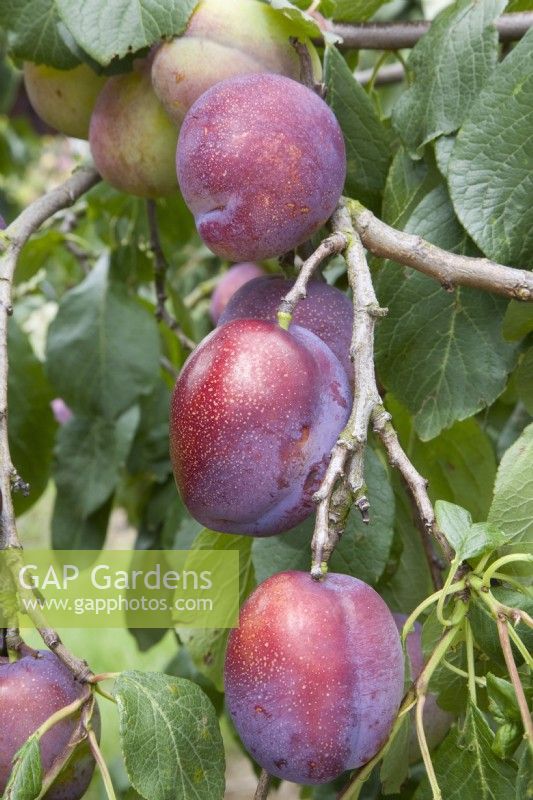 Prune - Prunus domestica 'Jubilee' syn. 'Jubiléum' 