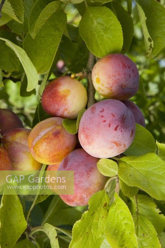 Prune - Prunus domestica 'Avalon' 