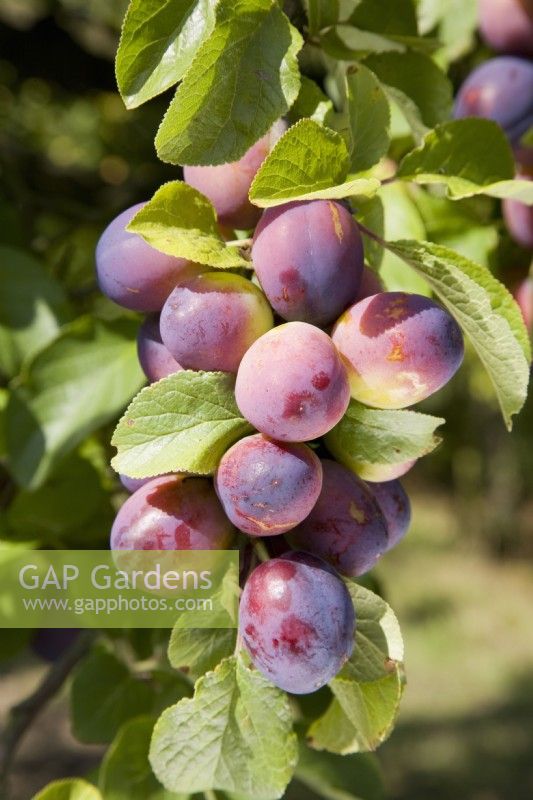 Prune - Prunus domestica 'Tsar' 