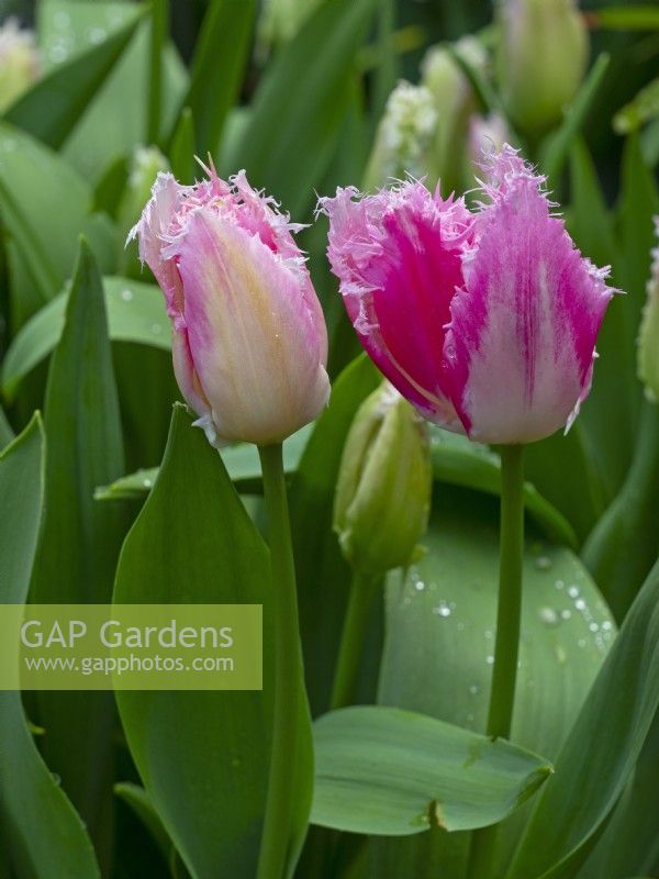 Tulipa 'Drakensteyn' en fleur mi-avril 