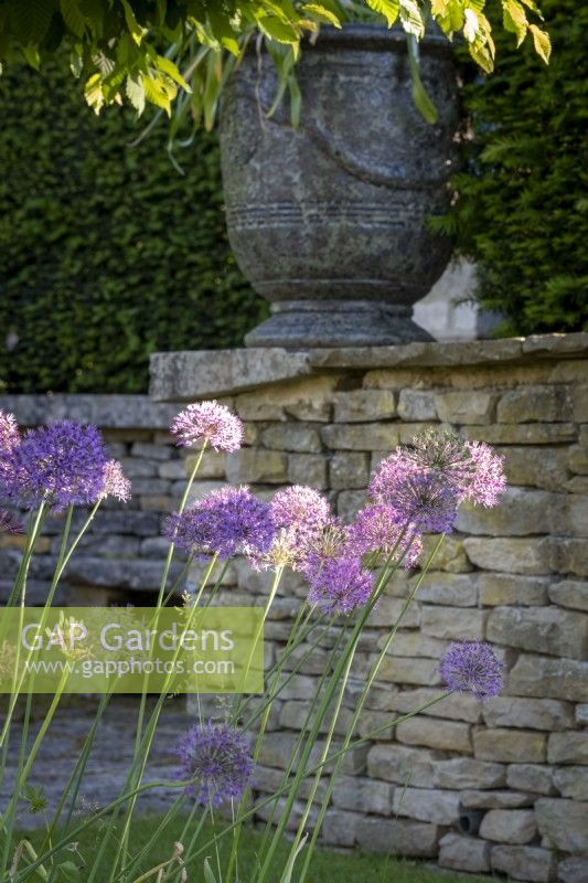 Allium 'Purple Sensation' dans un parterre de fleurs avec mur en pierre des Cotswolds. 