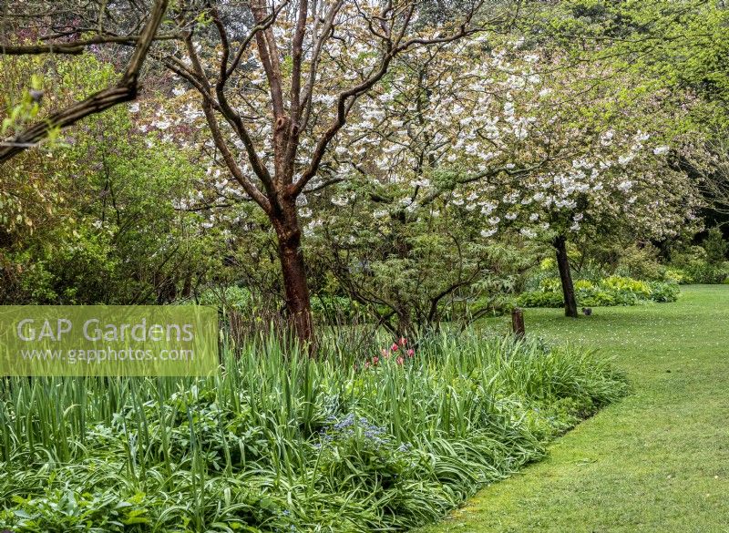 Jardin boisé printanier avec émergence de plantes vivaces et floraison printanière 