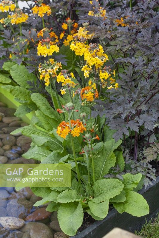 Primevères jaunes et oranges à côté du feuillage de Sambucus dans le jardin « In the Loop » du BBC Gardener's World Live 2015 