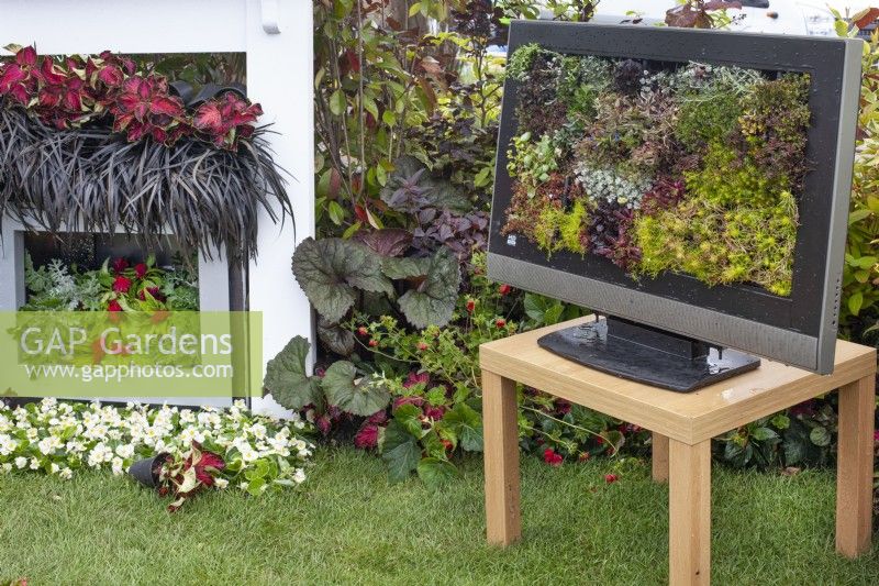 Télévision et cheminée plantées de sempervivums et de coleus dans le jardin « recyclé et réutilisé » du BBC Gardener's World Live 2015, juin 