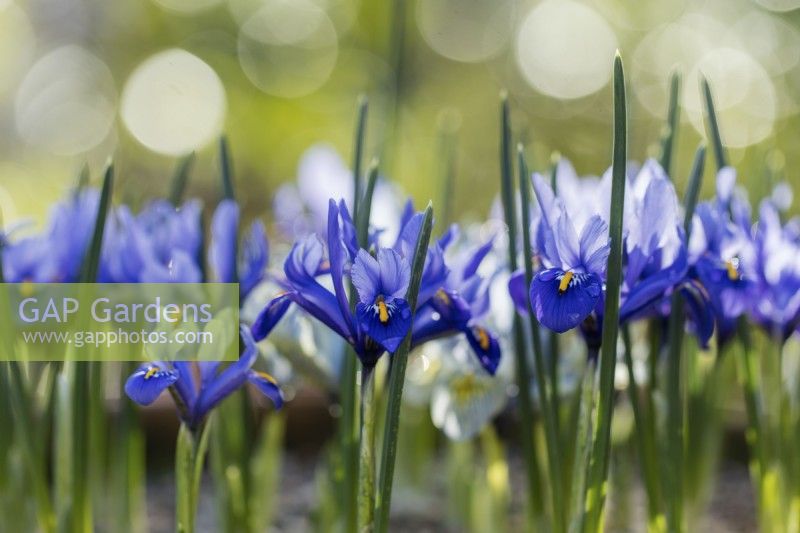 Iris reticulata 'Harmonie' 
