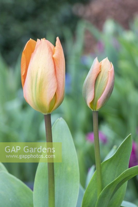 Tulipa 'Prince Saumon' 