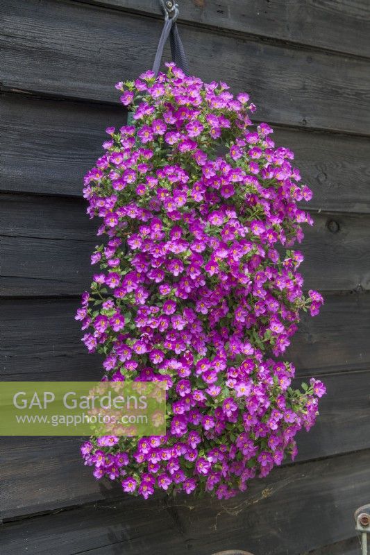 Bacopa rose vif poussant dans un sac de fleurs suspendu ou une pochette attachée à un abri de jardin à bord météorologique. Juin. 