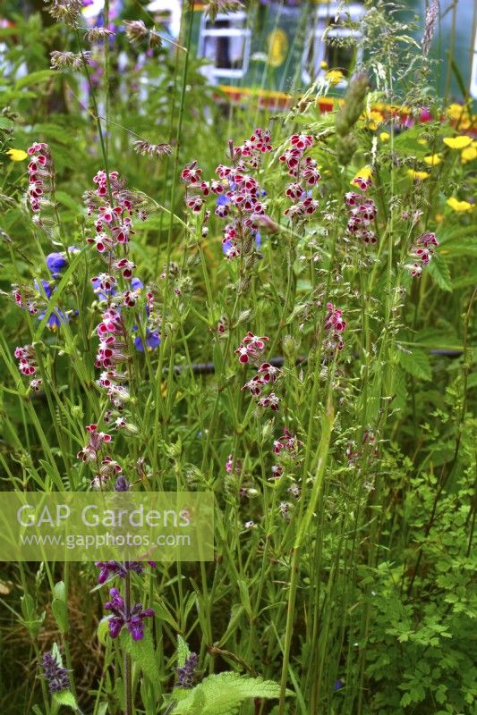 Silène gallica var. quinquevulnera, mouche anglaise, mouche à petites fleurs dans un pré. Espèces prioritaires du Royaume-Uni. Juin 