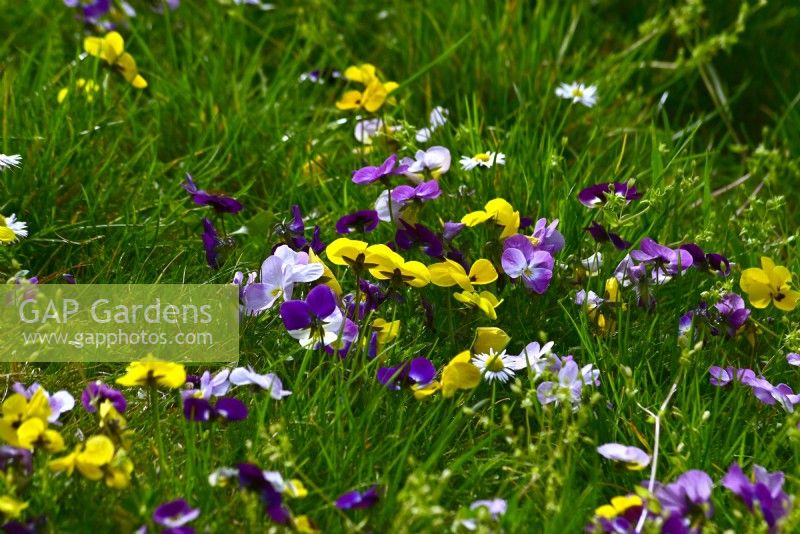 Viola tricolor avec Bellis perennis - marguerite poussant dans une pelouse. 