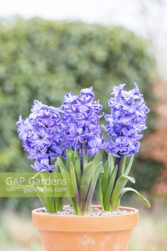 Hyacinthus 'Delft Blue' en pot en terre cuite 