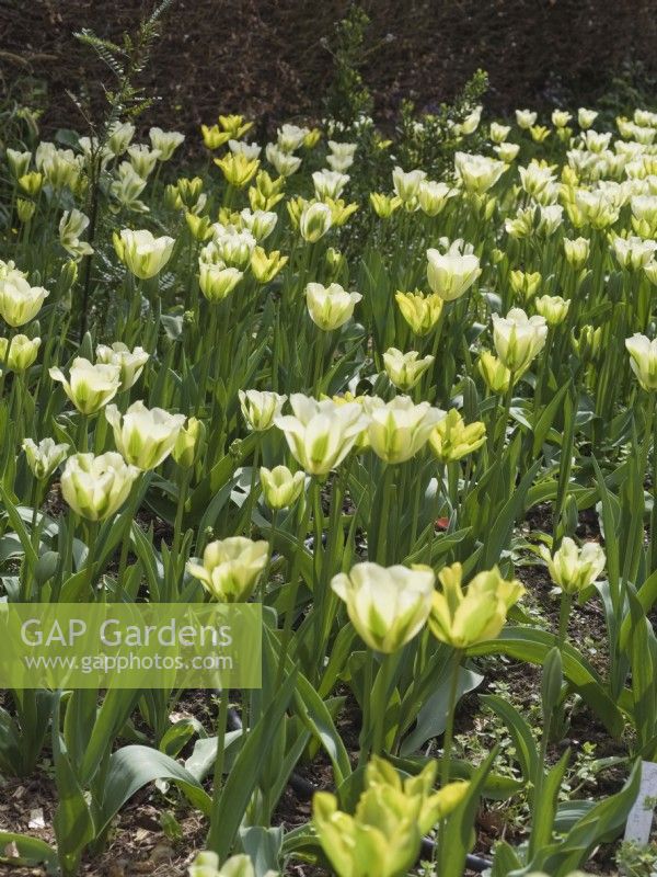 Tulipa viridiflora 'Spring Green' et 'Yellow spring green' dans un parterre de fleurs 