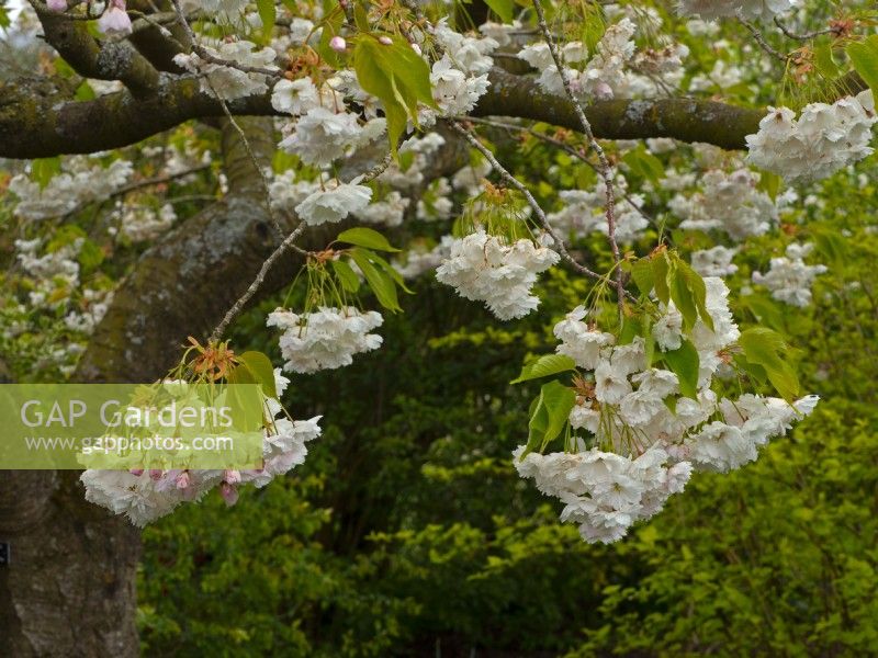 Prunus 'Shogetsu' - Cerisier 'Shogetsu' Avril Printemps 