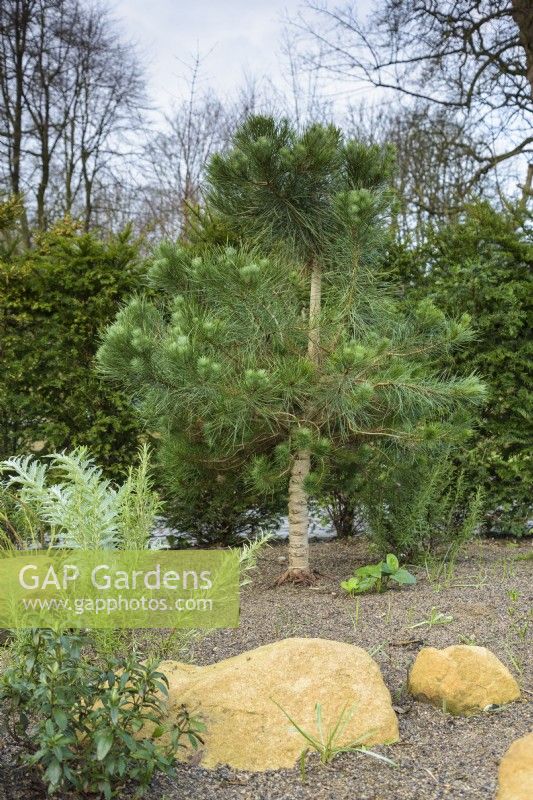 Un pin dans le jardin en contrebas à York Gate en février 