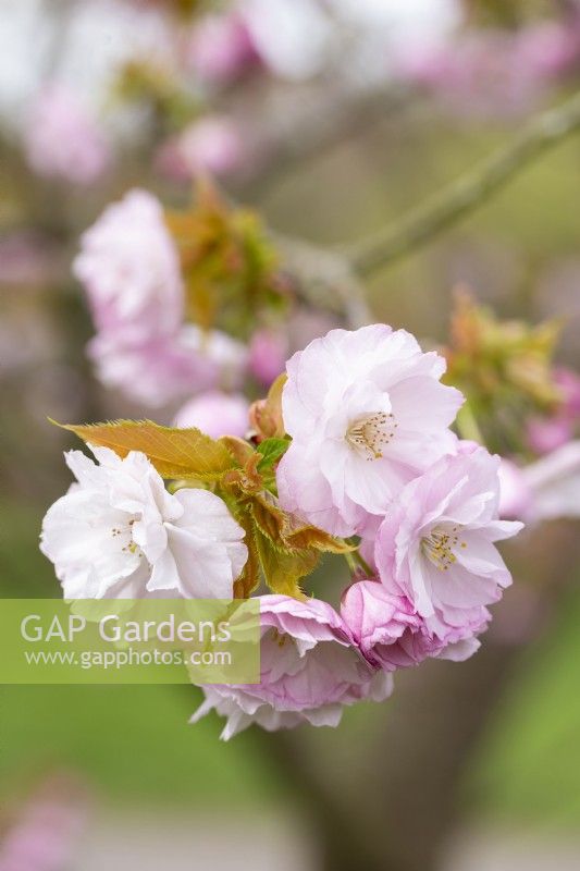 Prunus 'Matsumae hana-guruma' - au printemps 