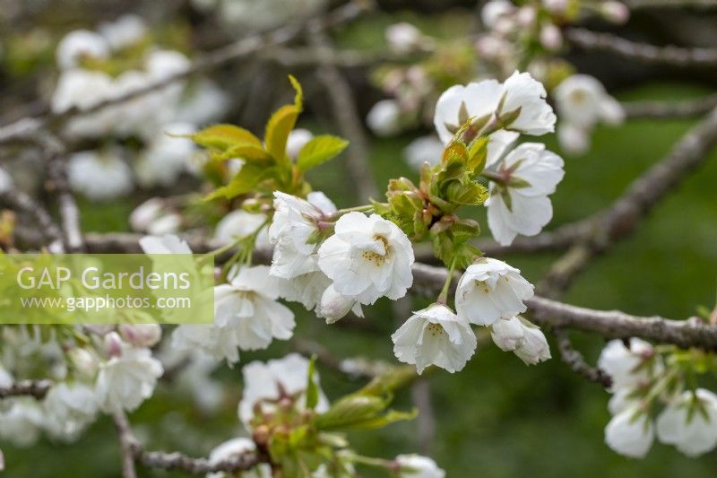 Prunus 'Shirotae' - au printemps 