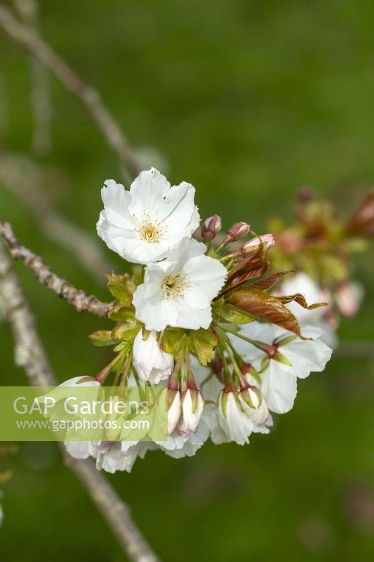 Prunus 'Tai Haku' - au printemps 