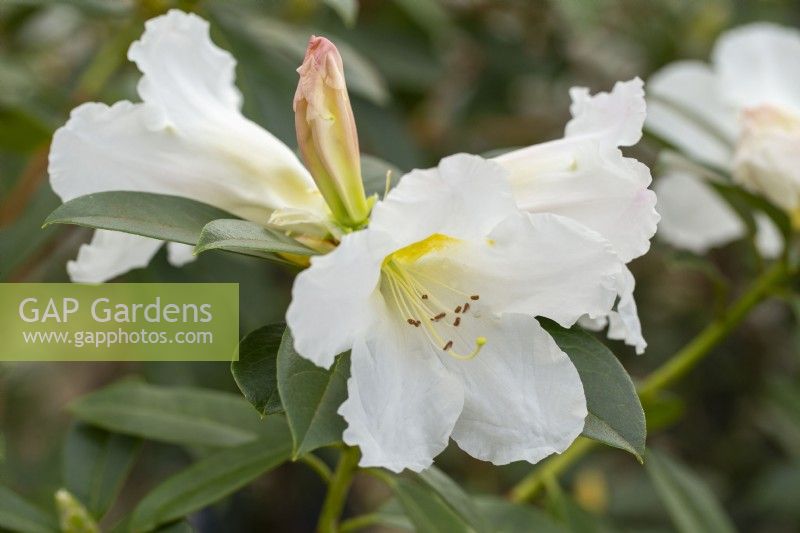 Rhododendron veitchianum - au printemps 