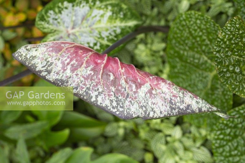Caladium bicolor - Feuille tropicale 