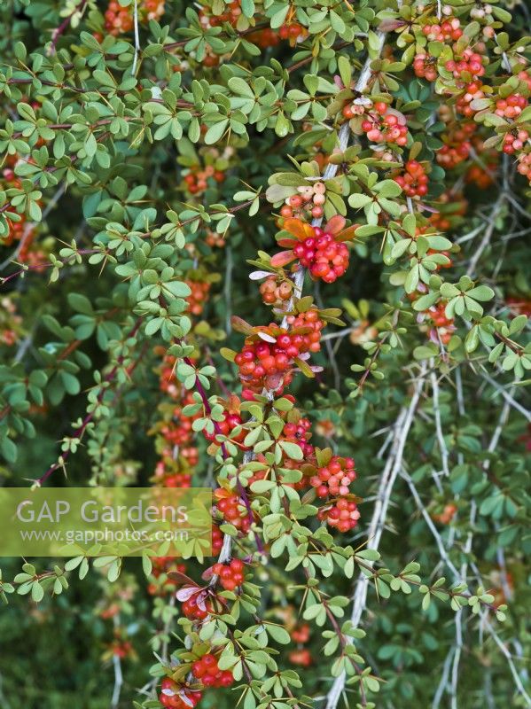 Berberis wilsoniae - baies rouges en automne - Épine-vinette 