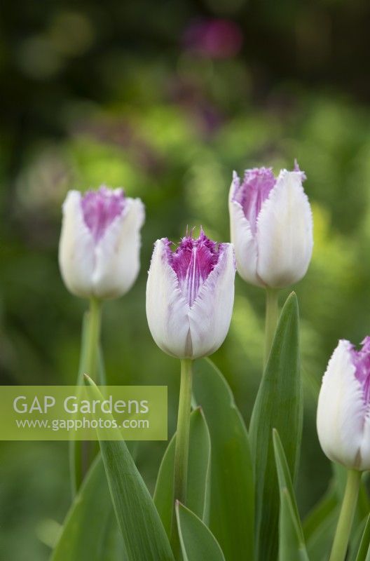 Tulipa 'Cils' - Tulipe Frangée 